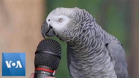 parrot videos youtube|best talking parrot videos.